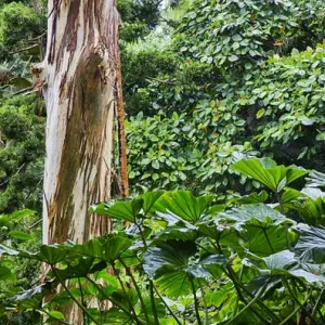 Rainbow Eucalyptus Tree Print, Oahu, Hawaii Rainbow Eucalyptus Tree Print, Oahu, Hawaii