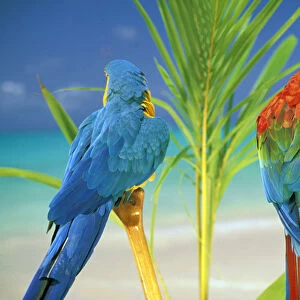 USA, Hawaii. Parrots at the beach