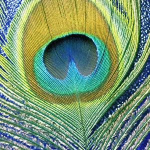 USA, Hawaii. Peacock feather