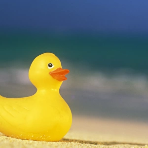 USA, Hawaii. Rubber duck on beach