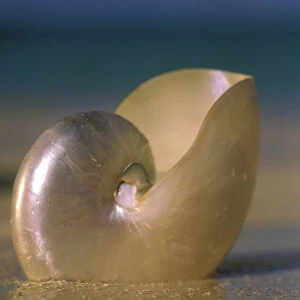 USA, Hawaii. Shell on beach