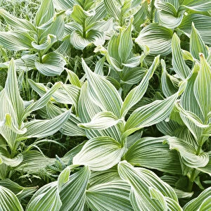 USA, Idaho, Couer d Alene National Forest, Corn Lily with frost