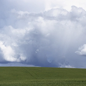 USA, Idaho, Green Wheat Field, Clouds, Summer, Fruitland