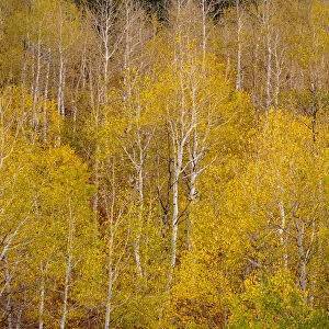 USA, Idaho, Highway 36 west of Liberty and hillsides covered with Aspens in autumn