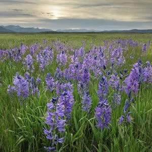 USA, Idaho. Meadows of common camas, Stanley Basin Sawtooth Mountains