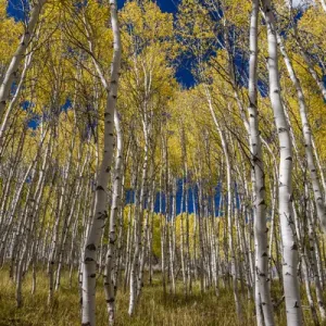 USA, Idaho, Sawtooth National Recreation Area. Scenic of quaking aspen trees. Credit as