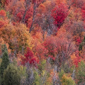 USA, Idaho, St. Charles, hillside along dirt road 411 and Fall colored Canyon Maples in Reds