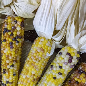 USA, Indiana, Indianapolis. Ears of dry, hard corn