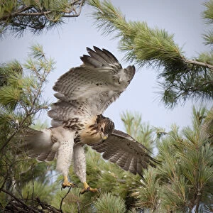 USA, Indiana, Indianapolis. Young red-tailed hawk tests out its wings. Credit as