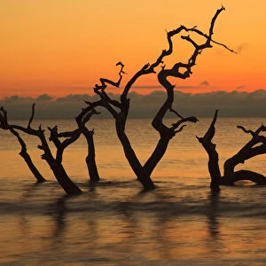 USA, Jekyll Island, Georgia. Driftwood Beach at sunrise
