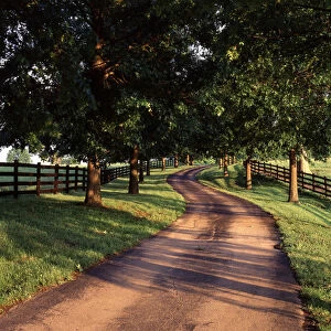 USA, Kentucky, Bluegrass Region, View of Tree line and country lane at dawn