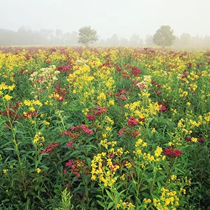 USA, Kentucky, Late summer field of iroweed, sneeseweed and yarrow