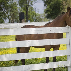 USA, Kentucky, Lexington. Horse at fence. Credit as: Don Grall / Jaynes Gallery / DanitaDelimont