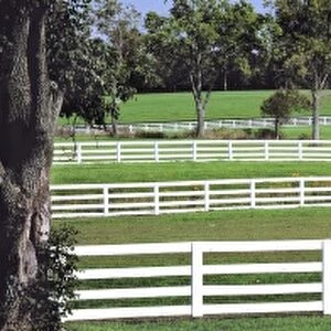USA, Kentucky, Lexington. A thoroughbred horse stands by a white fence in Kentucky Horse Park