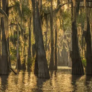 USA, Louisiana, Atchafalaya Basin. Cypress trees with Spanish moss USA, Louisiana, Atchafalaya Basin. Cypress trees with Spanish moss