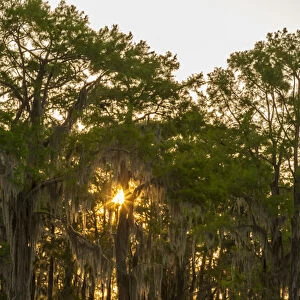 USA, Louisiana, Atchafalaya Basin. Cypress trees reflect in swamp
