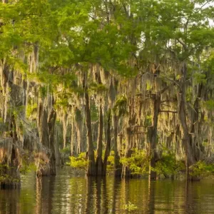 USA, Louisiana, Atchafalaya Basin. Cypress trees reflect in swamp USA, Louisiana, Atchafalaya Basin. Cypress trees reflect in swamp