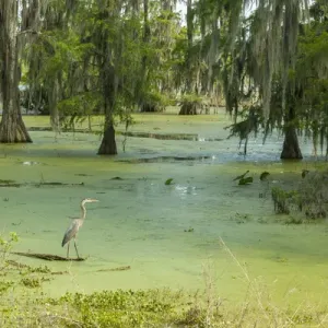 Atchafalaya Basin Lake Martin Print Atchafalaya Basin Lake Martin Print
