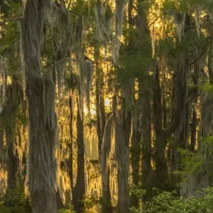 USA, Louisiana, Atchafalaya Basin. Cypress trees with Spanish moss USA, Louisiana, Atchafalaya Basin. Cypress trees with Spanish moss