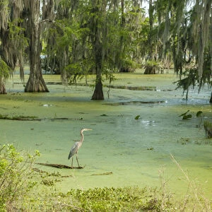 USA, Louisiana, Atchafalaya Basin, Lake Martin. Great blue heron in lake swamp. Credit as
