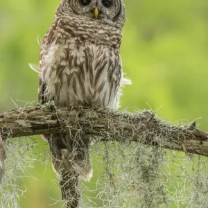 USA, Louisiana. Barred owl on tree limb. Credit as: Cathy & Gordon Illg / Jaynes USA, Louisiana. Barred owl on tree limb. Credit as: Cathy & Gordon Illg / Jaynes