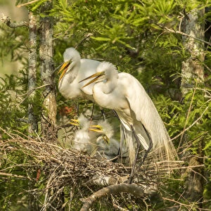 USA, Louisiana, Evangeline Parish. Great egret adult and chicks at nest. Credit as