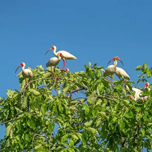 USA, Louisiana, Evangeline Parish. White ibis flock in tree