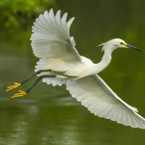 USA, Louisiana, Jefferson Island. Snowy egret in flight over lake USA, Louisiana, Jefferson Island. Snowy egret in flight over lake