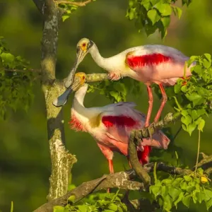 USA, Louisiana, Jefferson Island. Roseate spoonbill pair USA, Louisiana, Jefferson Island. Roseate spoonbill pair
