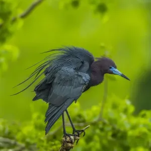 USA, Louisiana, Jefferson Island. Little blue heron on limb USA, Louisiana, Jefferson Island. Little blue heron on limb