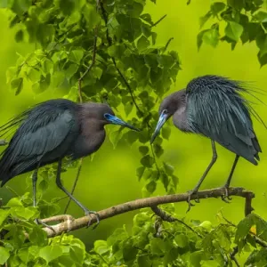 USA, Louisiana, Jefferson Island. Little blue heron courtship behavior. Credit as USA, Louisiana, Jefferson Island. Little blue heron courtship behavior. Credit as