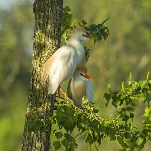 USA, Louisiana, Jefferson Island. Cattle egret pair in tree
