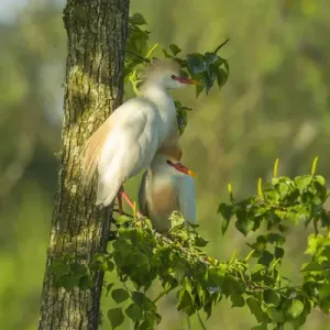 USA, Louisiana, Jefferson Island. Cattle egret pair in tree USA, Louisiana, Jefferson Island. Cattle egret pair in tree