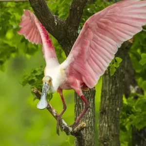 USA, Louisiana, Jefferson Island. Roseate spoonbill on limb USA, Louisiana, Jefferson Island. Roseate spoonbill on limb
