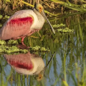 USA, Louisiana, Jefferson Island. Roseate spoonbill reflecting in water. Credit as USA, Louisiana, Jefferson Island. Roseate spoonbill reflecting in water. Credit as