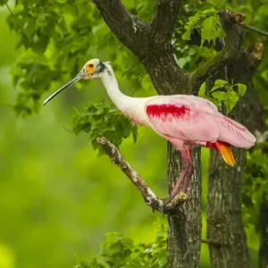 USA, Louisiana, Jefferson Island. Roseate spoonbill on limb USA, Louisiana, Jefferson Island. Roseate spoonbill on limb