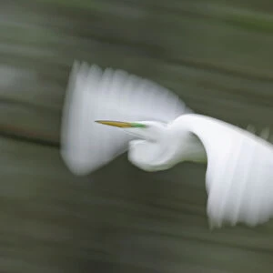 USA, Louisiana, Lake Martin. Abstract blur of great egret in flight
