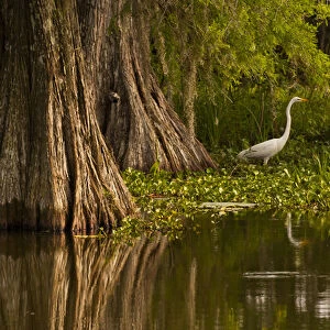 USA, Louisiana, Lake Martin. Bald cypress and great egret in swamp