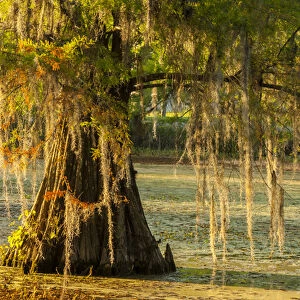 USA, Louisiana, Lake Martin. Cypress tree in swamp