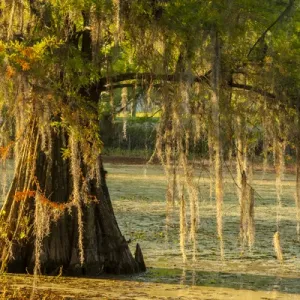 USA, Louisiana, Lake Martin Cypress Tree Print USA, Louisiana, Lake Martin Cypress Tree Print
