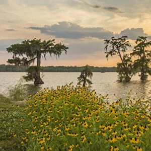 USA, Louisiana, Lake Martin. Cypress trees and coneflowers at sunset. Credit as: Cathy