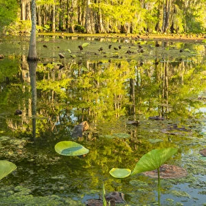 USA, Louisiana, Lake Martin. Cypress trees and swamp