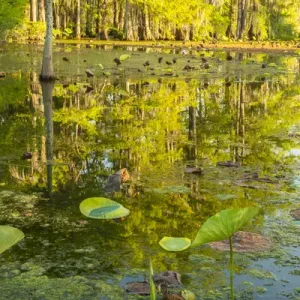 USA, Louisiana, Lake Martin. Cypress trees and swamp USA, Louisiana, Lake Martin. Cypress trees and swamp