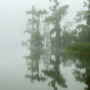 USA, Louisiana, Lake Martin. Fog and cypress trees reflect in lake