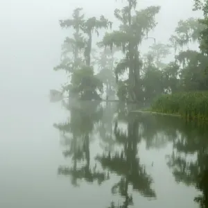 USA, Louisiana, Lake Martin. Fog and cypress trees reflect in lake USA, Louisiana, Lake Martin. Fog and cypress trees reflect in lake