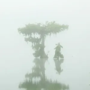 USA, Louisiana, Lake Martin. Fog and cypress trees reflect in lake USA, Louisiana, Lake Martin. Fog and cypress trees reflect in lake