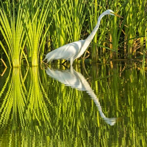 USA, Louisiana, Lake Martin. Sunrise great egret hunting in reeds. Credit as: Cathy