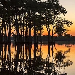 USA, Louisiana, Lake Martin. Sunrise on swamp