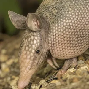 USA, Louisiana, Lake Martin. Young nine-banded armadillo USA, Louisiana, Lake Martin. Young nine-banded armadillo