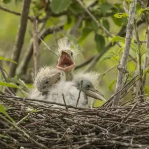USA, Louisiana, Millers Lake. Cattle egret chicks in nest USA, Louisiana, Millers Lake. Cattle egret chicks in nest